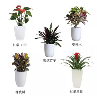 �����̻�ֲ������